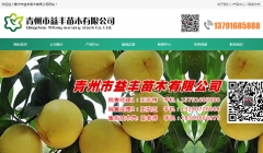 青州益丰桃苗